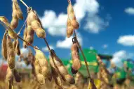 Peor es nada: la respuesta de Apronor ante el anuncio de la baja de retenciones para el agro