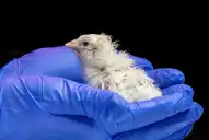 Hacia la “desextinción”: desarrollaron un cascarón de huevo que podría recuperar especies perdidas
