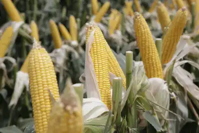 Según Nación, la producción de granos alcanzó una cosecha récord: 163 millones de toneladas en la campaña 2025-26