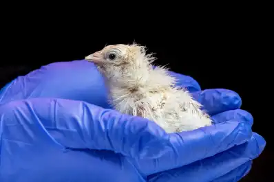 Hacia la “desextinción”: desarrollaron un cascarón de huevo que podría recuperar especies perdidas