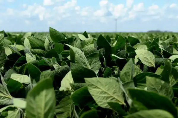 El agro celebró la baja de retenciones, pero advierte por posibles demoras en la liquidación de soja