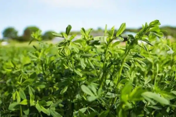 Alfalfa: en el primer trimestre del año se exportaron 93.974 toneladas