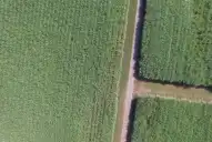 Zafra 2026: la superficie neta cosechable de caña en Tucumán alcanza las 302.320 hectáreas