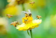 Abejas, claves para polinizar cultivos de interés agrícola