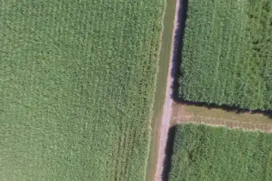 Zafra 2026: la superficie neta cosechable de caña en Tucumán alcanza las 302.320 hectáreas