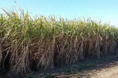 La cantidad de caña bruta disponible para Tucumán rondaría las 19.650.000 toneladas