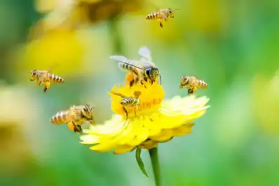 Abejas, claves para polinizar cultivos de interés agrícola