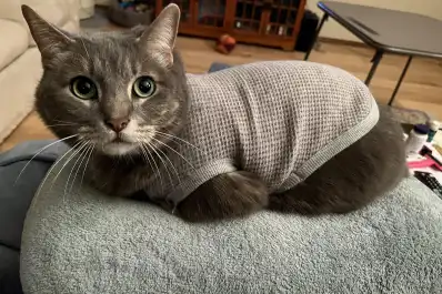 Temperatura corporal felina: cómo saber si tu gato tiene frío y evitar la hipotermia