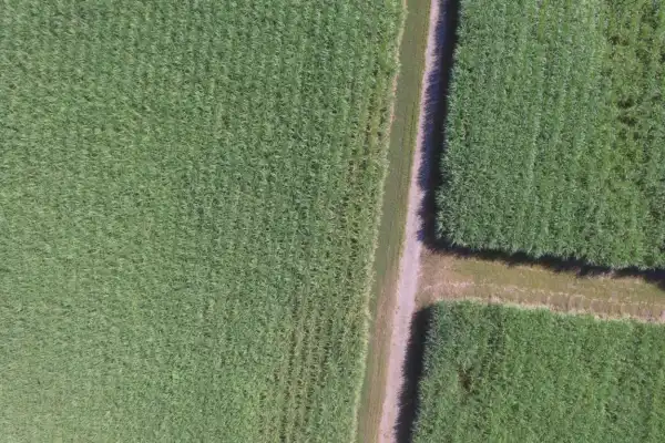 Zafra 2026: la superficie neta cosechable de caña en Tucumán alcanza las 302.320 hectáreas