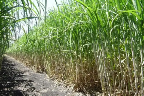 Sector sucroalcoholero: en mayo el rendimiento fabril medio en Tucumán fue de 9,88%