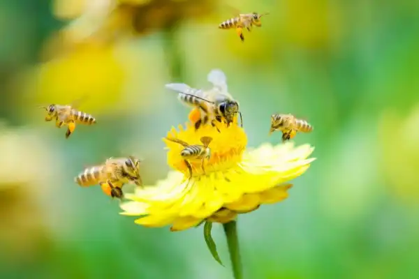 Abejas, claves para polinizar cultivos de interés agrícola
