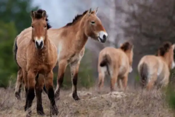 Crisis en Chernóbil: animales habitan la zona de exclusión pero esto deberán esperar los humanos para regresar