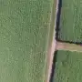 Zafra 2026: la superficie neta cosechable de caña en Tucumán alcanza las 302.320 hectáreas