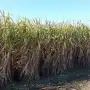La cantidad de caña bruta disponible para Tucumán rondaría las 19.650.000 toneladas