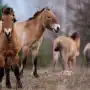 Chernóbil: osos, linces y bisontes habitan la zona de exclusión mientras los humanos deberán esperar 300 años para regresar