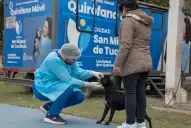 Harán castraciones gratuitas de mascotas en las inmediaciones del Hospital Obarrio