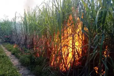 El año que viene a la misma hora: quema de vegetación en Tucumán