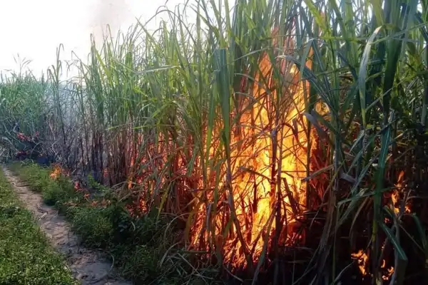 El año que viene a la misma hora: quema de vegetación en Tucumán