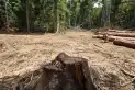La deforestación en Brasil cae a mínimos desde 2019