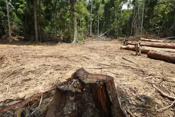 La deforestación en Brasil cae a mínimos desde 2019