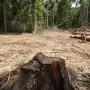 La deforestación en Brasil cae a mínimos desde 2019