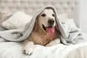 ¿Hay que taparlos? Cómo deben dormir los perros en invierno