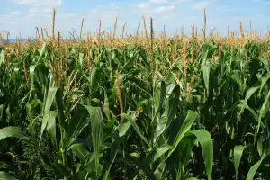 En esta campaña el área cultivada con maíz creció el 82,4%, respecto del ciclo anterior