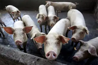 Capacitación: se busca fortalecer la producción porcina en la provincia