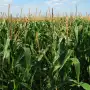 En esta campaña el área cultivada con maíz creció el 82,4%, respecto del ciclo anterior
