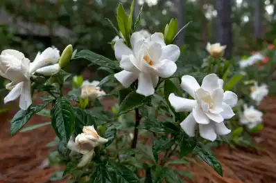 La planta que perfuma todo el hogar sin la necesidad de usar aromatizadores