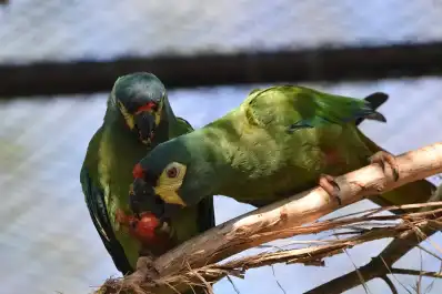 El ambicioso proyecto que busca devolver a la Argentina un ave extinta en estado silvestre
