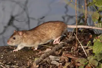 Hantavirus en Argentina: confirmaron dos nuevos casos y ya suman 47 contagios en 2026