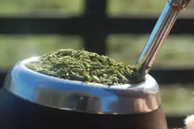 Tomar mate podría retrasar el Parkinson
