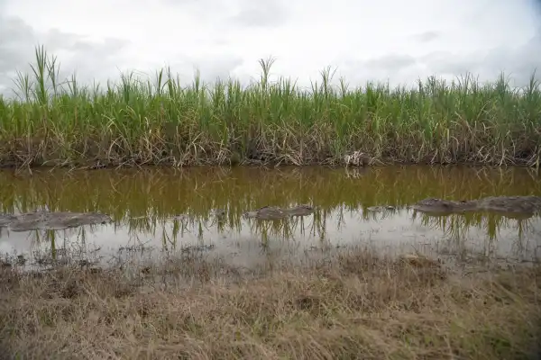 Las lluvias condicionan la zafra 2026: siete ingenios suspenden la molienda de caña en Tucumán