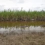 Las lluvias condicionan la zafra 2026: siete ingenios suspenden la molienda de caña en Tucumán