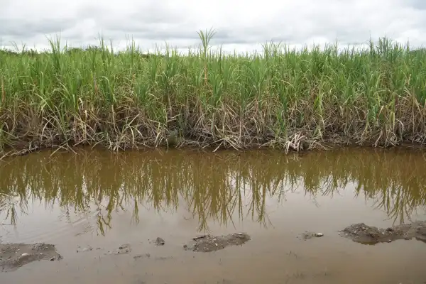 Las lluvias vuelven a frenar la zafra: seis ingenios permanecen sin operar en Tucumán