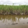 Las lluvias vuelven a frenar la zafra: seis ingenios permanecen sin operar en Tucumán