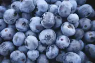 La Eeaoc optimiza protocolos de micropropagación para producir plantines de arándano de alta calid