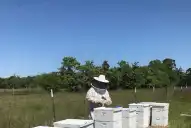 Rige el DT-e para llevar alzas melarias