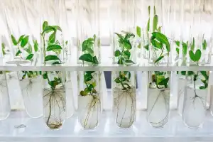 Del laboratorio al vivero: etapas de la micropropagación