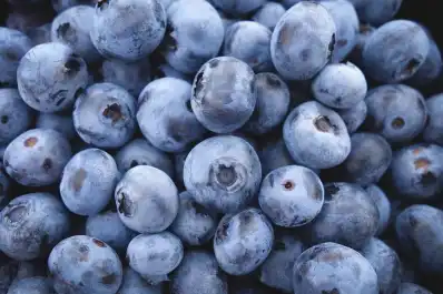 La Eeaoc optimiza protocolos de micropropagación para producir plantines de arándano de alta calid