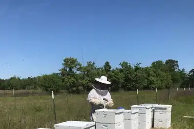 Rige el DT-e para llevar alzas melarias