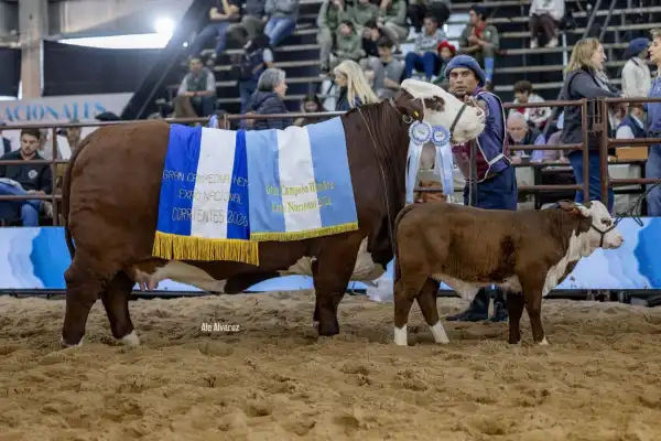 Exposición nacional  La cabaña San Vicente logró siete campeonas en Corrientes