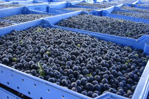 Micropropagación: vía clave para el sector arandanero
