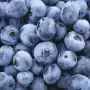La Eeaoc optimiza protocolos de micropropagación para producir plantines de arándano de alta calid