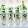 Del laboratorio al vivero: etapas de la micropropagación