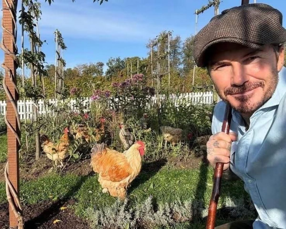 La rosa de David Beckham: el regalo que revela su pasión por el jardín
