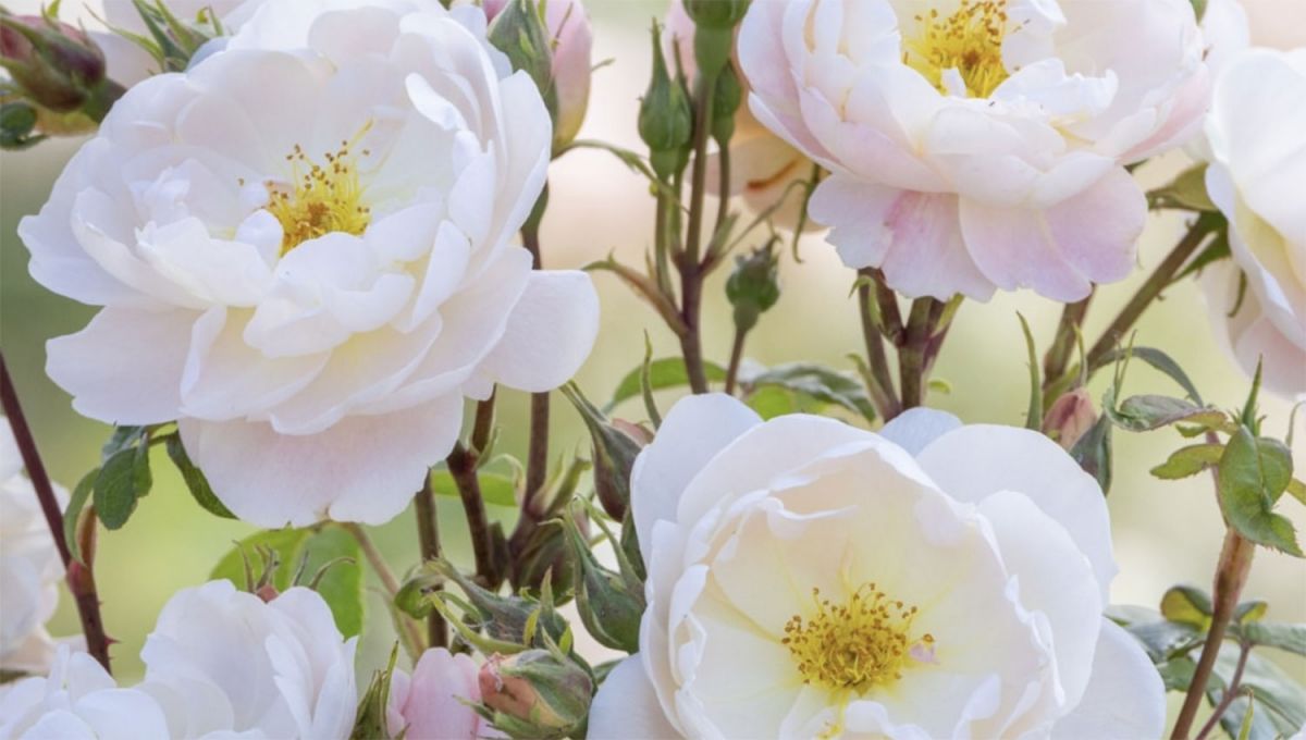 La rosa de David Beckham: el regalo que revela su pasión por el jardín
