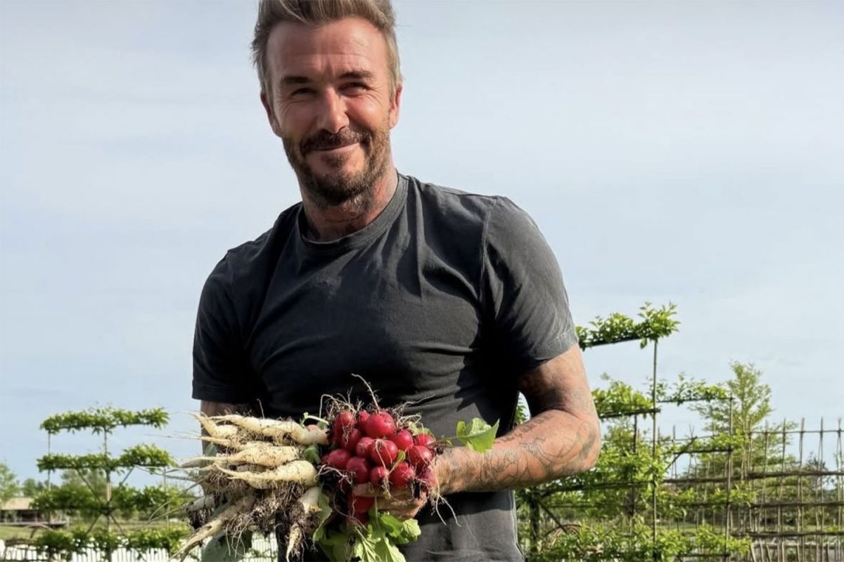 La rosa de David Beckham: el regalo que revela su pasión por el jardín