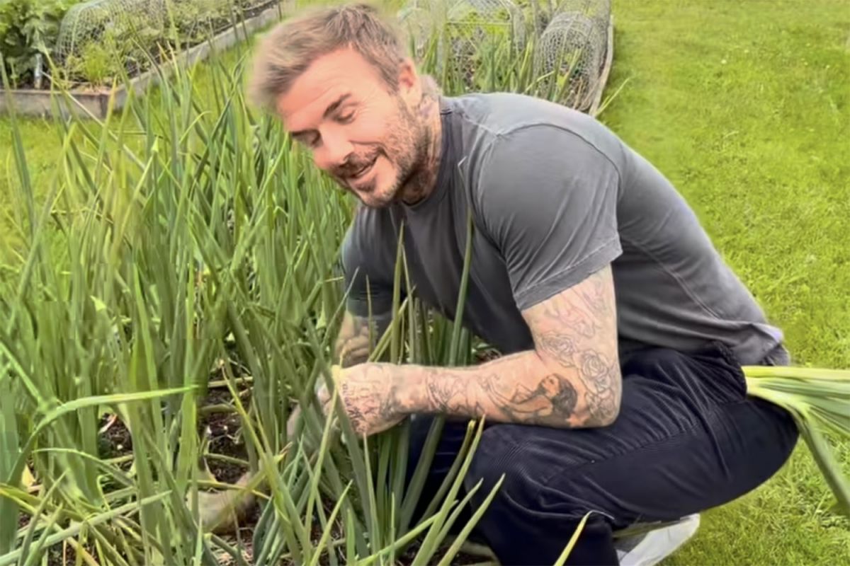 La rosa de David Beckham: el regalo que revela su pasión por el jardín